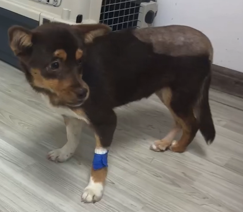 Vetmedix vaka paylaşımı 丨 Asetabular fossa ve femoral kırıkların yüksek güçlü lazer tedavisi