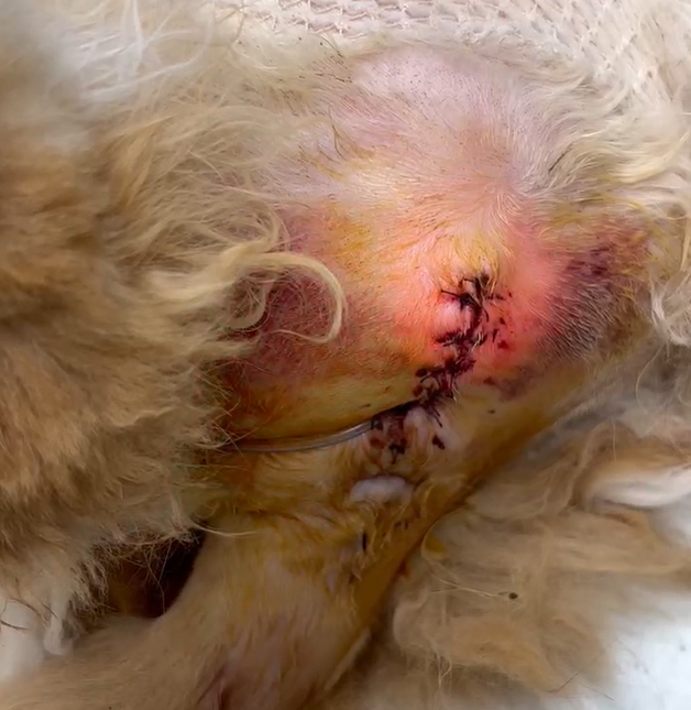 Vetmedix vaka paylaşımı 丨 Yüksek güçlü lazer, uretrostomi sonrası yaraları iyileştirir