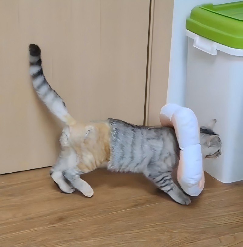 Vetmedix vaka paylaşımı 丨 Femoral tibial kırıkların yüksek güçlü lazer tedavisi