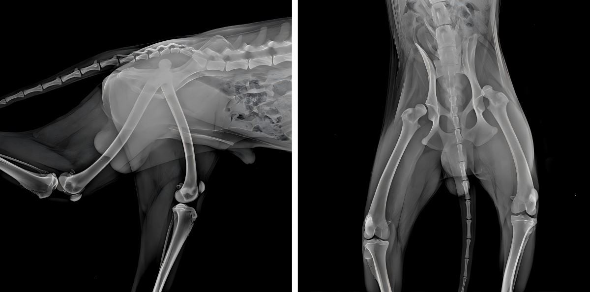 Vetmedix vaka paylaşımı 丨 Yüksek güçlü lazer, ikili femoral çıkıntının ameliyat sonrası rehabilitasyonunu geliştirir