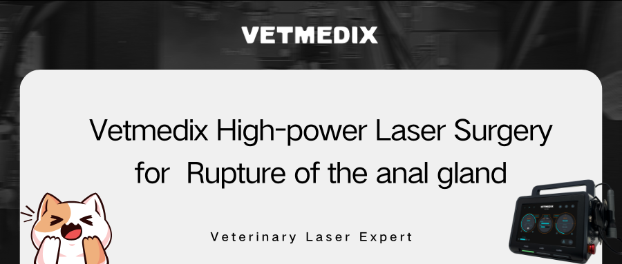 VETMEDIX Vaka Paylaşımı 丨 Anal Bez Rüptüründe Yüksek Güçlü Lazer Cerrahisi