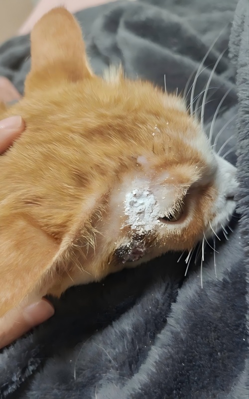 Vetmedix Vaka Paylaşımı 丨 Cilt Ülserinin Tedavisinde Yüksek Enerjili Lazer Terapisinin Uygulama Örneği