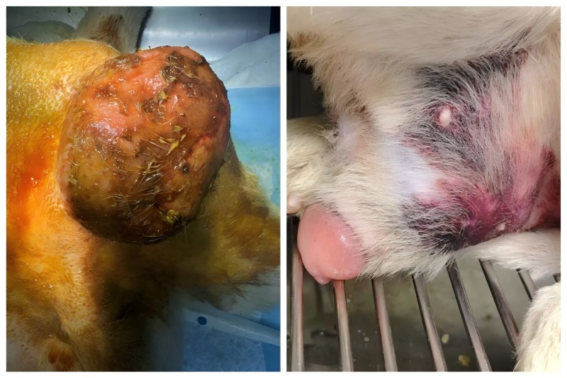 Vetmedix Vaka Paylaşımı丨Prostat Büyümesinin Tedavisinde Yüksek Enerjili Lazer Terapisinin Uygulanması