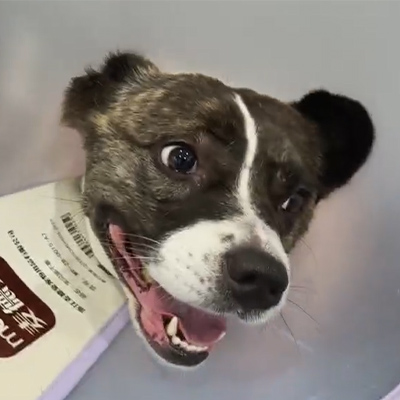 Vetmedix Vaka Raporu 丨 Köpek Hastasında Akut Nörit Tedavisinde Veteriner Lazer Terapisinin Kullanımı