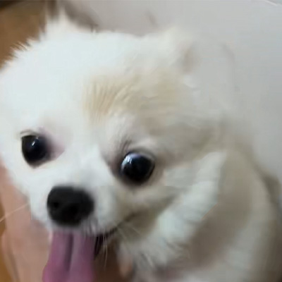 Vetmedix Vaka Paylaşımı丨 Köpek Saçkıran Tedavisinde Yüksek Enerjili Lazer Uygulama Örneği