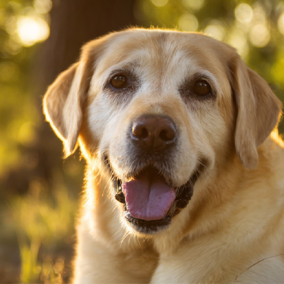 VetMedix Vaka Paylaşımı丨Postoperatif İyileşmeyen Perianal Tümörlerin Tedavisinde Yüksek Enerji Lazer Terapisinin Uygulama Örneği